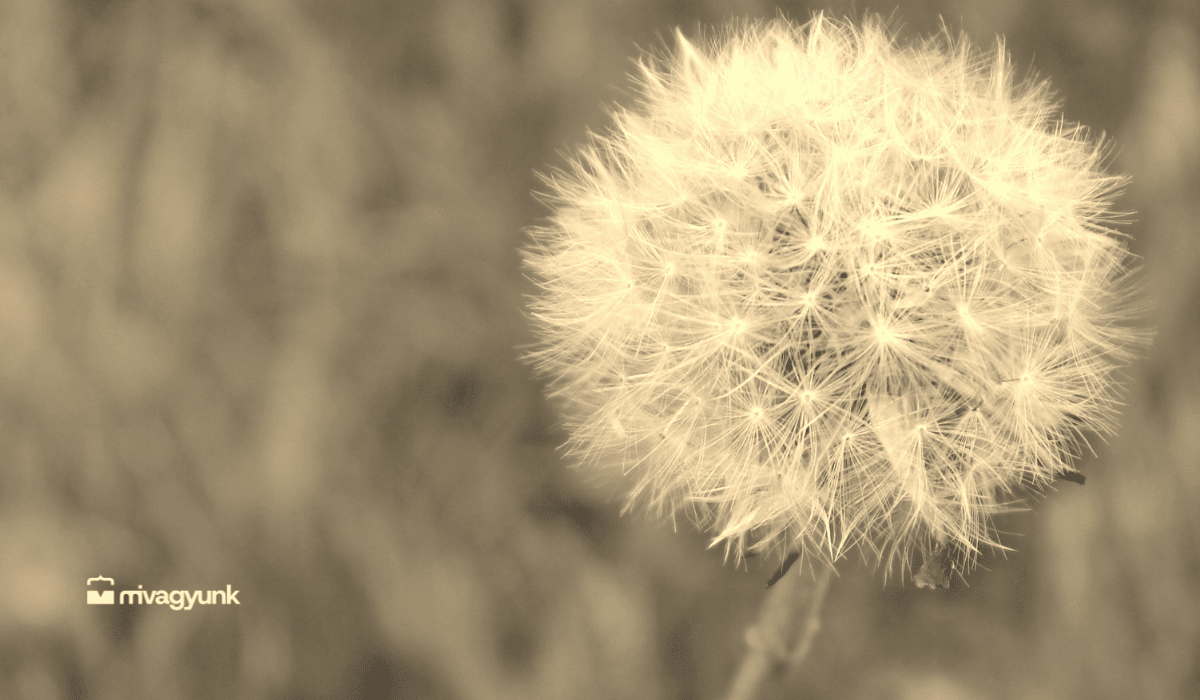 dandelion és mivagyunk logó